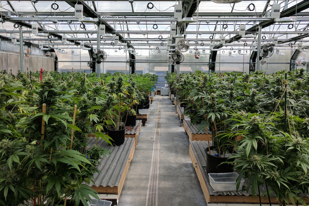 cannabis greenhouse