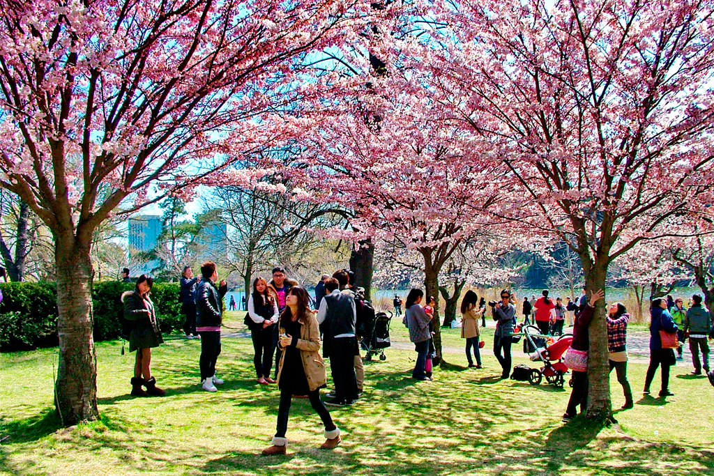 cherry blossoms in High Park