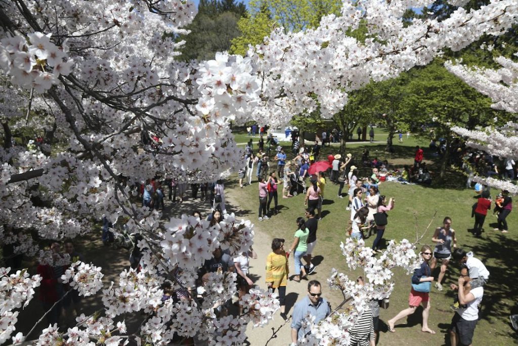 cherry blossoms high park