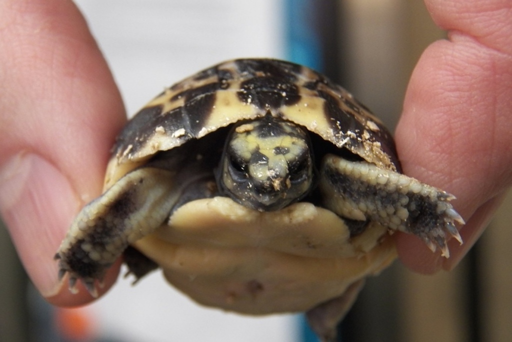 baby turtle at Toronto Zoo