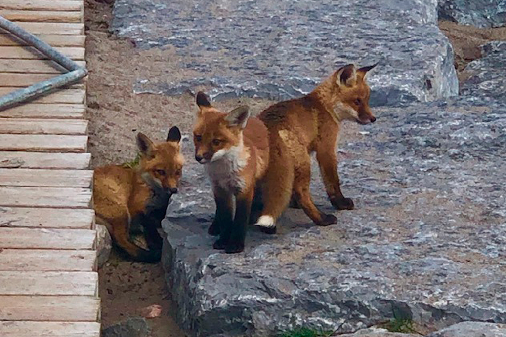 toronto foxes