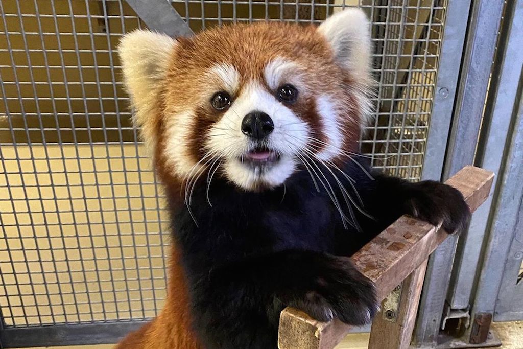 red panda