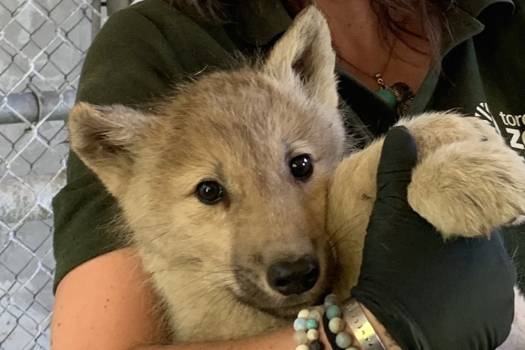 toronto zoo pups