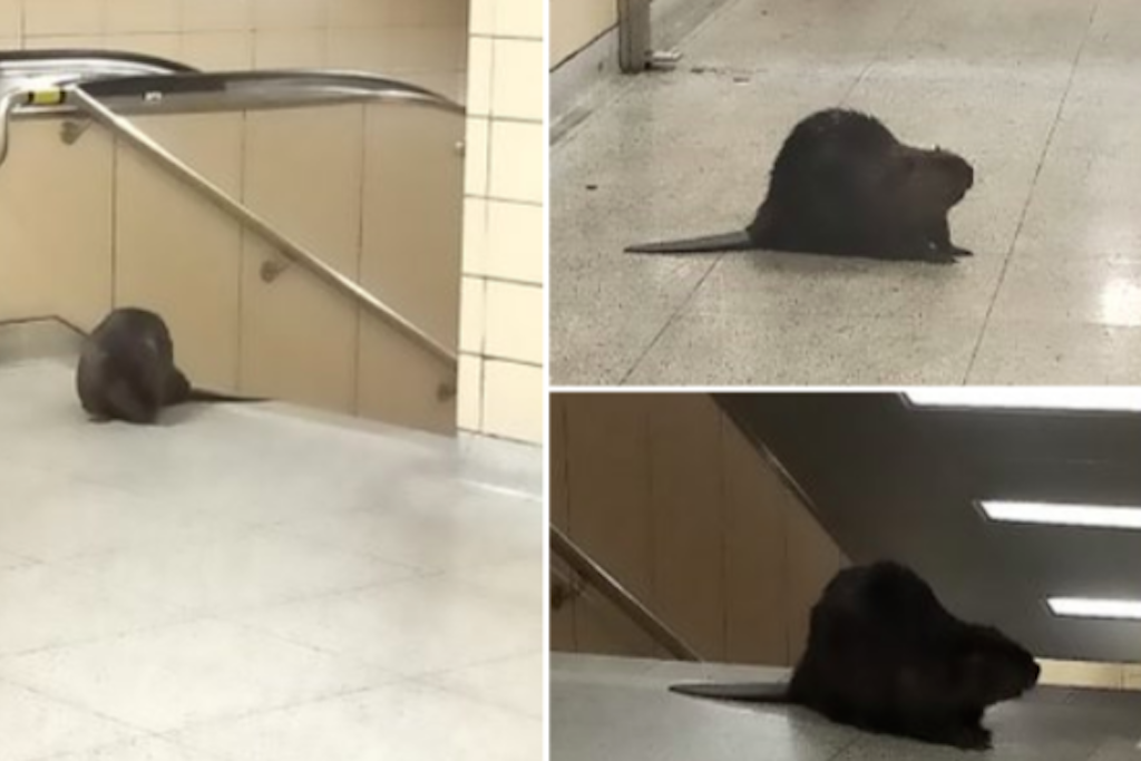Beaver takes the subway