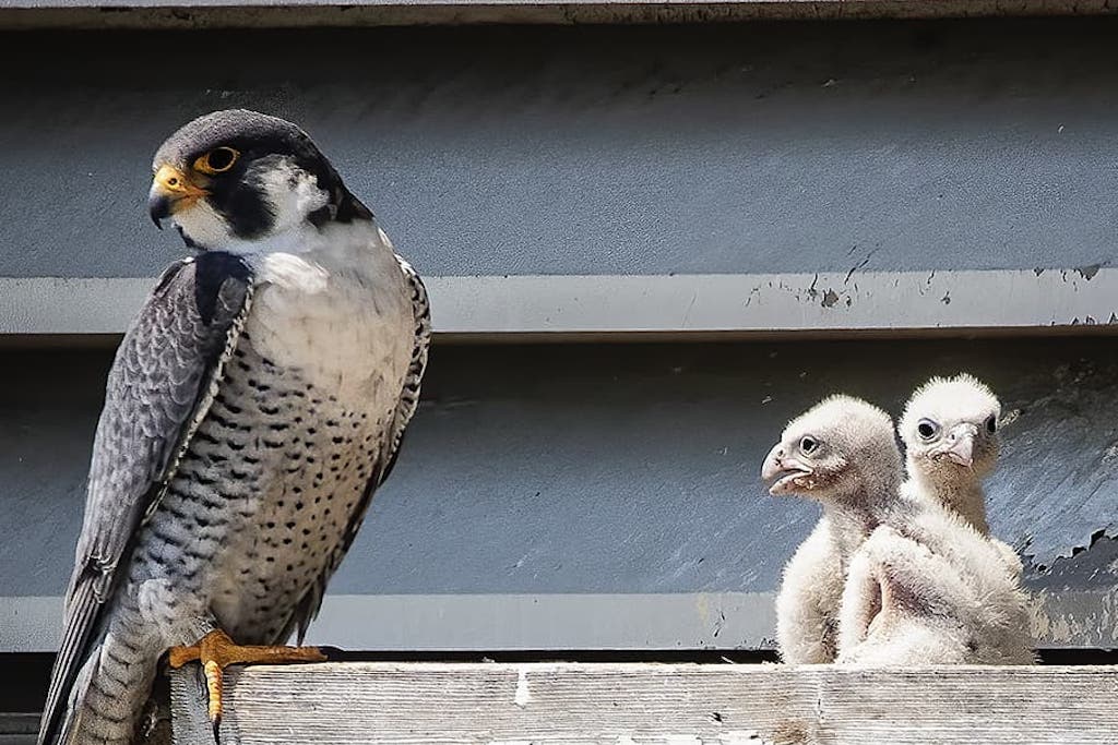 Peregrine falcon and fledglings