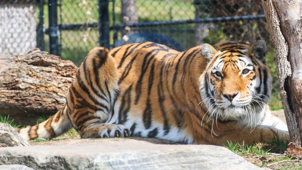 Amur tiger Mazy