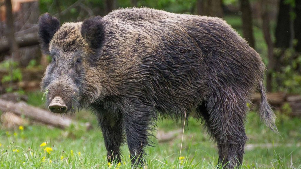 wild boar