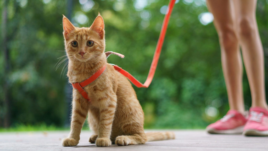 cat leash