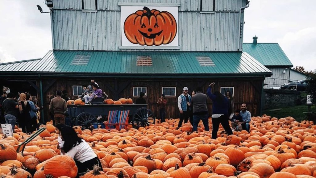 Pumpkin Fest in Caledon is one of the best fall activities to do near Toronto