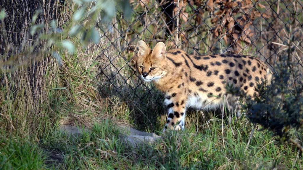 Serval roadside zoo