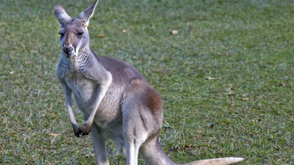 kangaroo