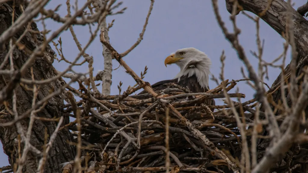bald eagle