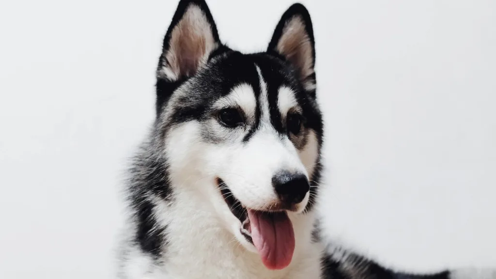 Dog DNA malamute