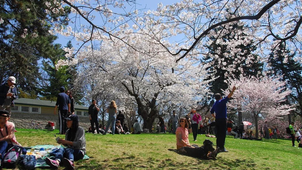 cherry blossoms, high park