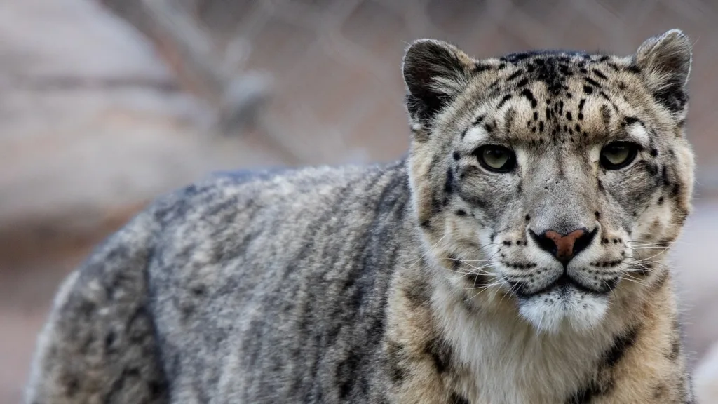 snow leopard