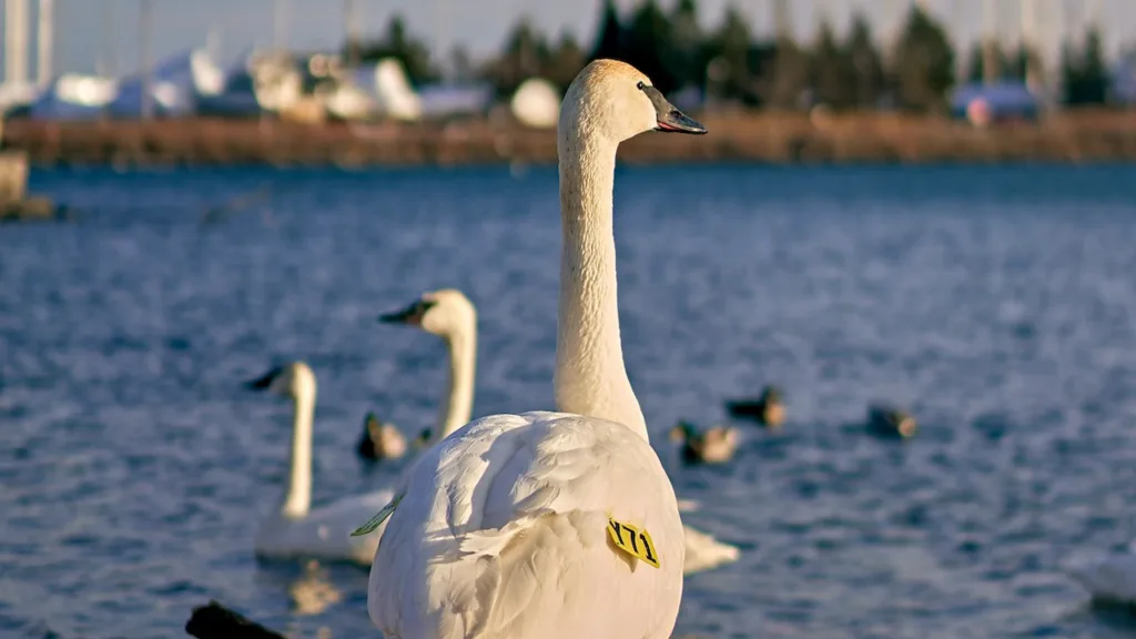 trumpet swan
