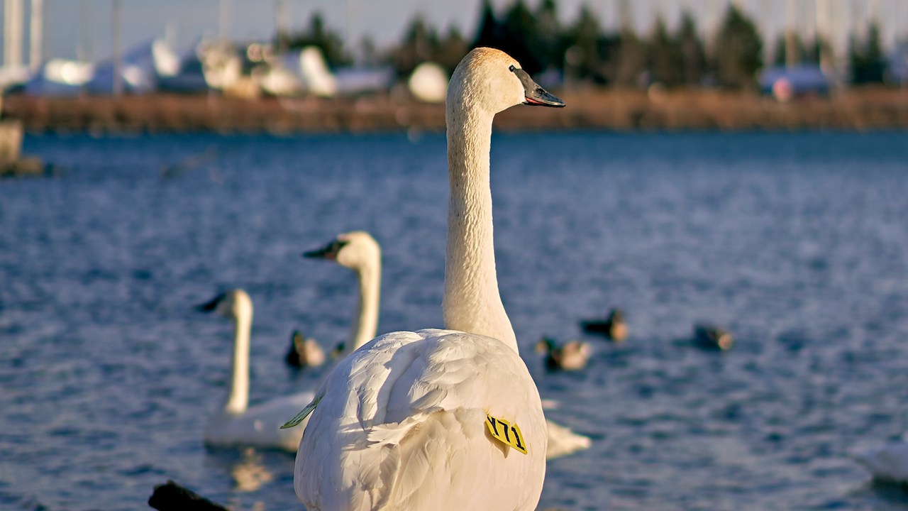 trumpet swan