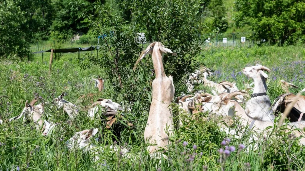 Goats munching on invasive Common Buckthorn at Evergreen Brick Works