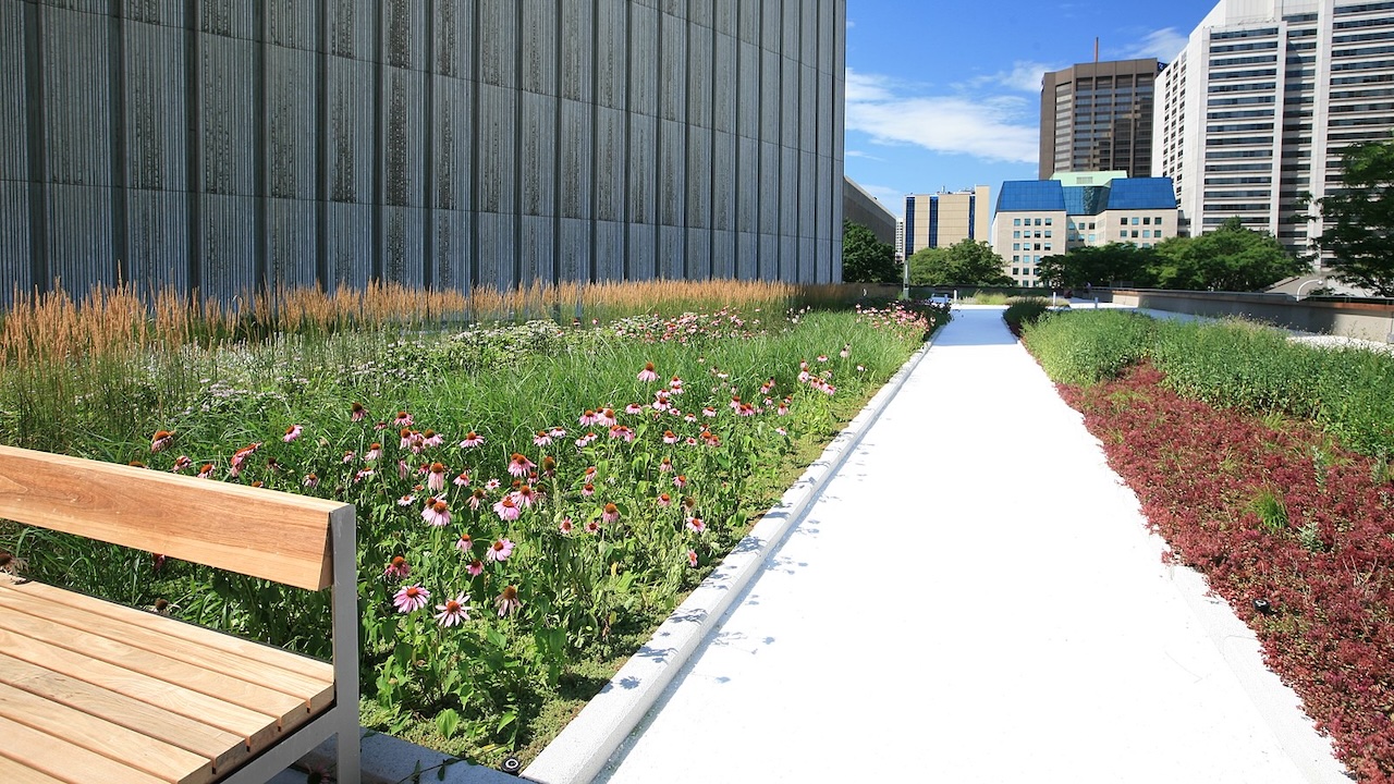 Green roof at Toronto City Hall